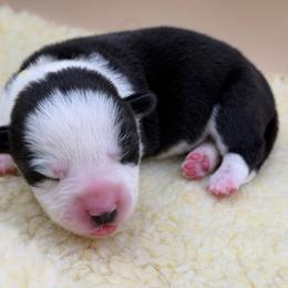 Yellow collar - Black and white female Cardigan Welsh Corgi puppy in Omaha, Arkansas from DnD Corgis