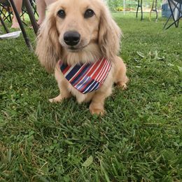 Bailey - Dachshund
