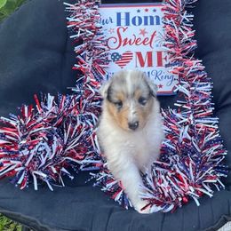 Lorelei - Blue merle and white female Collie puppy in Carencro, Louisiana from Cajun Bayou's Collies