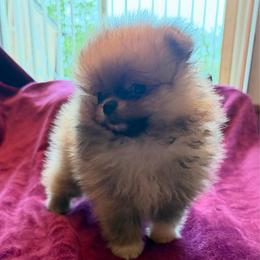 Tucker - Orange sable male Pomeranian puppy in Waterloo, Indiana from Garcias Pomeranian