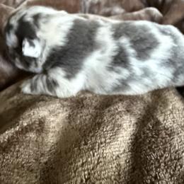 French Bulldog Puppies from Fishie's Frenchies