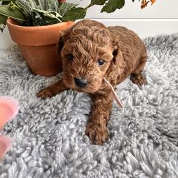 Pink collar - Red  female Poodle puppy in Las Vegas, Nevada from Vegas Toy Poodles