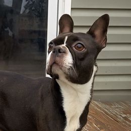 Ginger - Boston Terrier