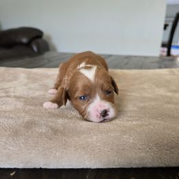 Adelie - Red  female Goldendoodle puppy in Floyd, Virginia from Hearts and Paws Poodles and Doodles