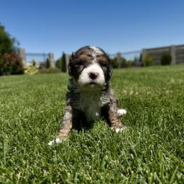 Bernedoodle Puppies from Burbank Bernedoodles