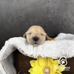 Marvel - White female Companion Cross puppy in Utah County, Utah from Big Hearted Breeders