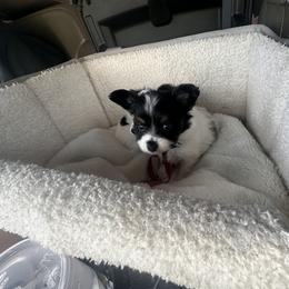 Papillon Puppies from Wendy’s Wings