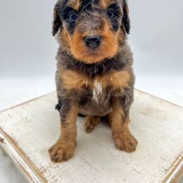 Pepper - Blue merle female Bernedoodle puppy in Sunman, Indiana from Brunsman Country Doodles LLC