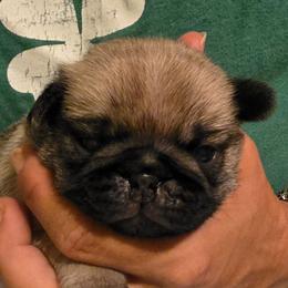 Black Collar Boy - Fawn male Pug puppy in New Braunfels, Texas from Kex Pug Haus