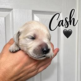 Cash - Black - Light golden male Golden Retriever puppy in Eaton Rapids, Michigan from Steele Goldens