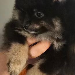 Lg Boy 1 - Black and tan parti male Pomeranian puppy in Bloomingdale, New Jersey from Bella Luna Pomeranians