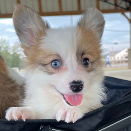 Honor - Sable male Pembroke Welsh Corgi puppy in Hueytown, Alabama from AAA Corgis