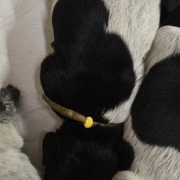 Female 4 - Yellow - Black roan female German Shorthaired Pointer puppy in Philomath, Oregon from Calvert Kennels