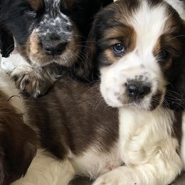 English Springer Spaniels from Poskin Lake Springer Spaniels