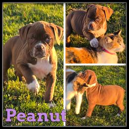 Peanut - Red and white female Olde English Bulldogge puppy in Merrill, Michigan from Haase Family Kennels