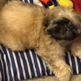 Shih Tzu Puppies from Shih-tzu Dynasty