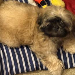 Shih Tzu Puppies from Shih-tzu Dynasty