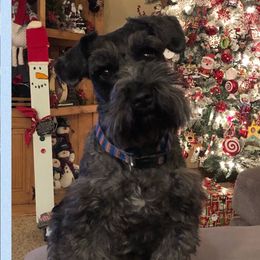 Diesel - Miniature Schnauzer