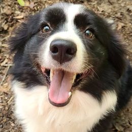 Boo - Border Collie