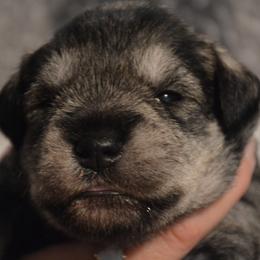 Apollo - Salt and pepper male Miniature Schnauzer puppy in Dozier, Alabama from The Bearded Lady Miniature Schnauzers