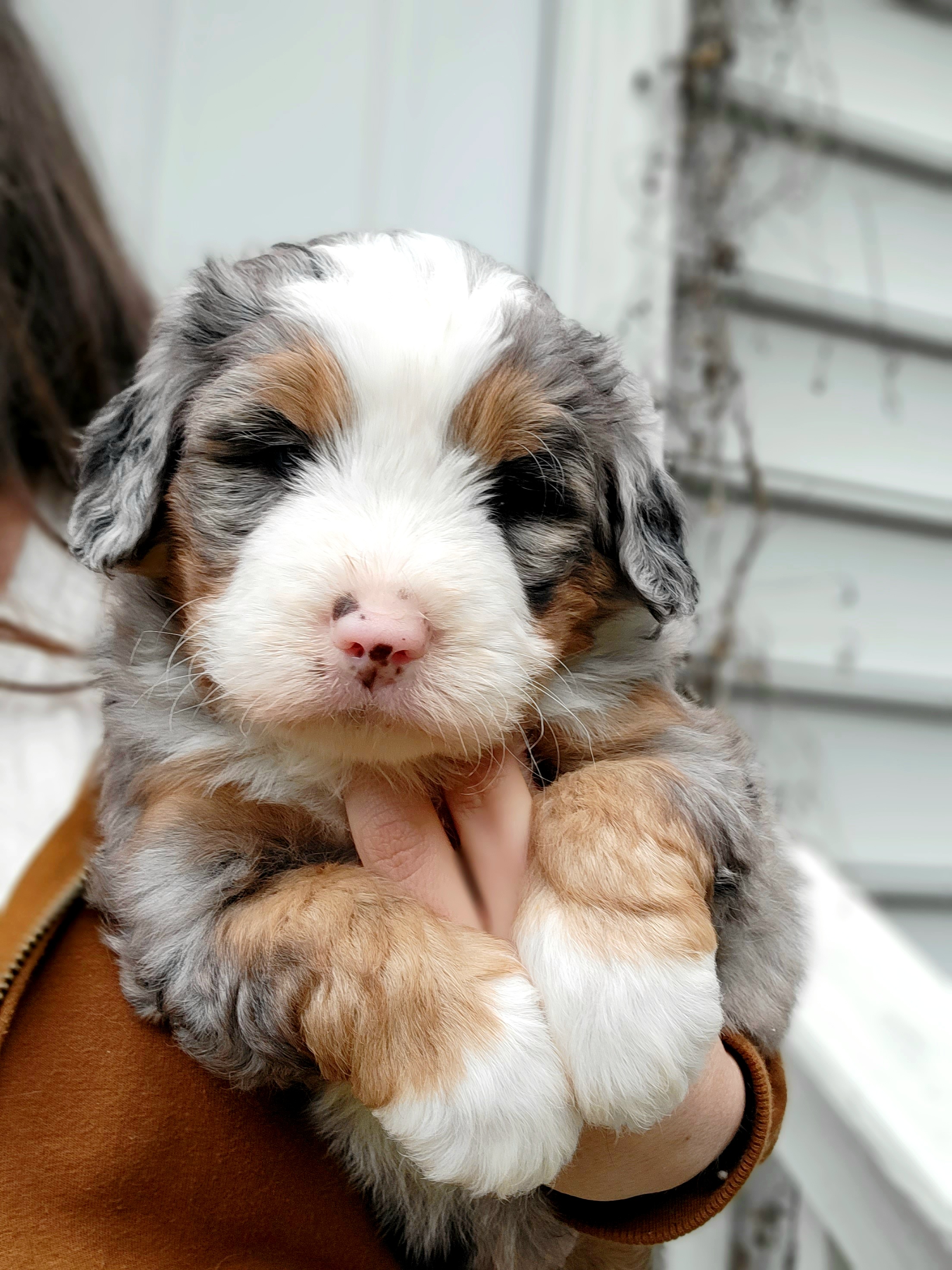 Bernedoodle Puppies from Ever After Doodles