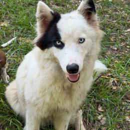 Sigil - Yakutian Laika