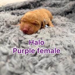 Girl 2 - Golden female Golden Retriever puppy in Salt Lake City, Utah from Soaring golden retrievers