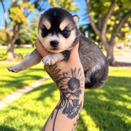 Girl 4 - Gray and white female Pomsky puppy in La Verne, California from Red Cedar Pomskies