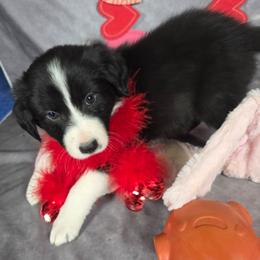 Elm - Black and white female Border Collie puppy in Gaffney, South Carolina from On the Lamb