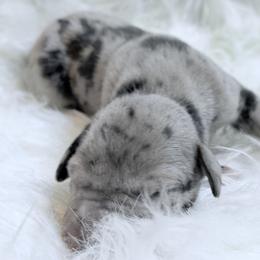 Demogorgan - Merle male Great Dane puppy in Montgomery, Texas from KD Sweet Southern Danes