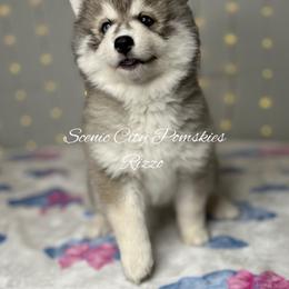 Rizzo - Silver and white female Pomsky puppy in Rossville, Georgia from Scenic City Pomskies