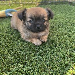 Bracco Italiano and Chihuahua Puppies from Snow Peak Kennel