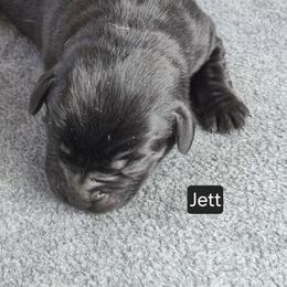 Girl 3 - female Labrador Retriever puppy in Greenwich, Ohio from Pure Gem Kennel