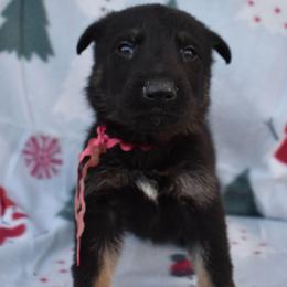 Pink Boy - Bi-color male German Shepherd puppy in Grants Pass, Oregon from Granville German Shepherds