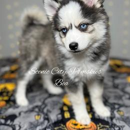 Bea - Black and white female Pomsky puppy in Rossville, Georgia from Scenic City Pomskies