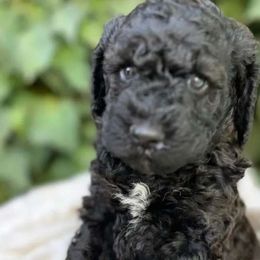 Prancer - Black Labradoodle puppy in Atascadero, California from Classic Poodles and Doodles