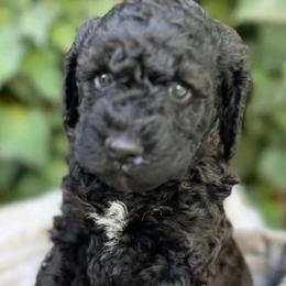 Prancer - Black Labradoodle puppy in Atascadero, California from Classic Poodles and Doodles