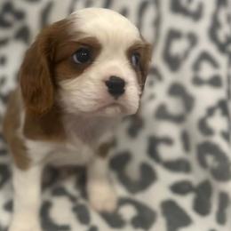 Cavalier King Charles Spaniels from Twisted Creek Canines