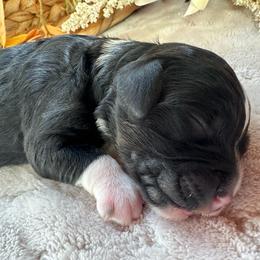 Fairy Godmother - Black and white female Bernedoodle puppy in Scottsville, Kentucky from Barren River Bernedoodles and Poodles