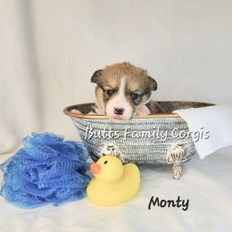 Boy 1 - Pembroke Welsh Corgi puppy in Cameron, North Carolina from Butts Family Corgis