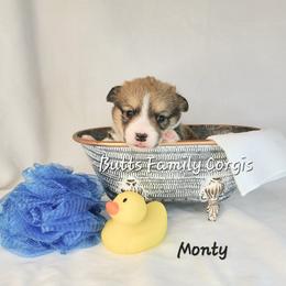Boy 1 - Pembroke Welsh Corgi puppy in Cameron, North Carolina from Butts Family Corgis