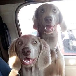 Long Haired Weimaraners and Weimaraners from Treaty Line Long Haired Weimaraners