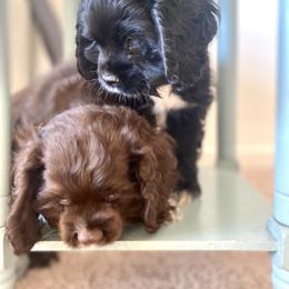 Cocker Spaniel Puppies from Huntcrest Cockers