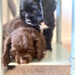 Cocker Spaniel Puppies from Huntcrest Cockers