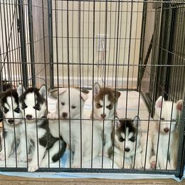 Siberian Husky Puppies from Nova’s Puppy Haven