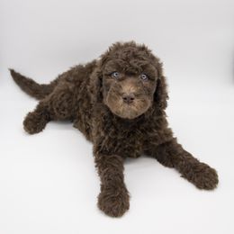 Assorted Doodle Crosses, Bernedoodle, Double Doodle, Goldendoodle, Labradoodle, and Whoodle Puppies from Our Little Farm Life Doodles