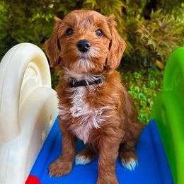 Toothless - Red  male Goldendoodle puppy in Minneapolis, Minnesota from The Golden Roo