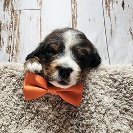 Bernedoodle Puppies from Adorable Dixie Doodles