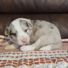 Red merle girl 4 CH lines - Red merle female Border Collie puppy in Newalla, Oklahoma from Roughstock Border Collies and Dachshunds