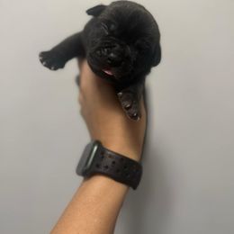 Female - Chestnut brindle Cane Corso puppy in Sandia, Texas from OneTime Cane Corso